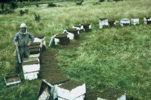 Bees blown in front of hives following removal of supers.